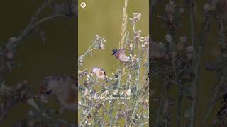 بتبتة الحسون goldfinch singing الحسون goldfinchsinging birdslover birds chardonneret [upl. by Chap275]