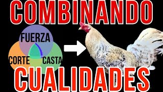 APRENDE A COMBINAR CUALIDADES [upl. by Neerual683]