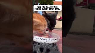 Were on a mission feeding hungry stray cats all over the world [upl. by Oicafinob]