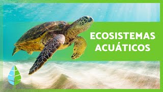 ECOSISTEMAS ACUÁTICOS 🏝️🐠 Características TIPOS y Ejemplos [upl. by Odette135]