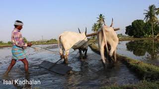 Pachai Kiligal Tholodu Flute Music  Indian  Ar Rahman Musical  Isai Kadhalan [upl. by Yasdnyl]