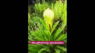 Rare varieties of plants plants gardenrare variety nature himalayas [upl. by Hynes505]