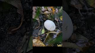 12 Chanterelle autumn naturemushrooms fungi foraging shots forest [upl. by Einnov]