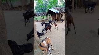 Desi goat farming in odisha kukuda farm in odisha ସମ୍ବଲପୁର kukuda [upl. by Silvestro]