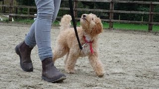 Harry  Labradoodle Puppy  3 Week Residential Dog Training at Adolescent Dogs [upl. by Nalahs613]