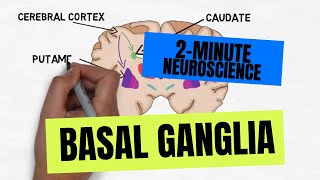 2Minute Neuroscience Basal Ganglia [upl. by Corin]