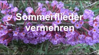 Sommerflieder vermehren Ableger Stecklinge machen Buddleja Schmetterlingsflieder [upl. by Karalynn187]