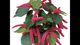 Growing the Chenille Plant Acalypha hispida [upl. by Edlihtam58]