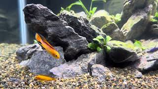 Apistogramma agassizii Fire Red [upl. by Ridinger]