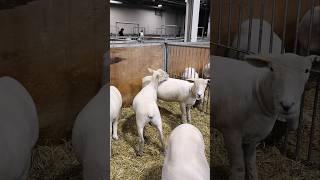 White sheep in a pen sheep animal animals toronto trending viral shortsviral vlog [upl. by Aynotan]