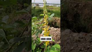 TANAMAN OROK OROK ‼️ Crotalaria pallida Crotalariapallida orokorok [upl. by Ahsercel]