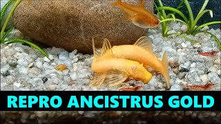 Repro Ancistrus Dolichopterus Gold L183 [upl. by Esihcoc318]