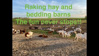 Raking hay and bedding barnsthe fun never stops [upl. by Greyson373]