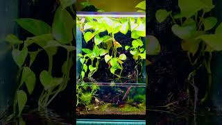 Paludarium paludarium peaceful aquarium plantedtank plantedaquarium viralshorts shortsviral [upl. by Nodgnal187]