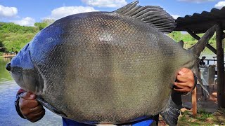 ACHEI O PARAÍSO DA PESCA ESPORTIVA EM PESQUEIROS [upl. by Aicinod73]