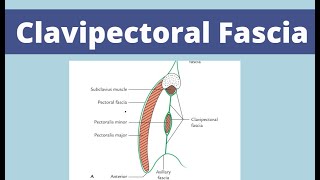 Clavipectoral fascia  First year Anatomy  MedAura [upl. by Mclain933]