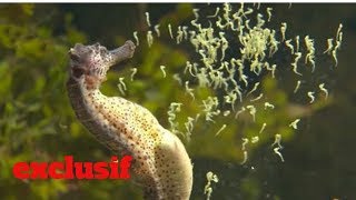 Vidéo très rare dun hippocampe qui accouche [upl. by Shull]