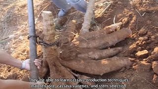 Inclusive Business A viable option for cassava farmers [upl. by Elokkin297]