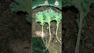 How to grow vegetablesTips for planting kale leaves shortindoor gardening [upl. by Nalloh]