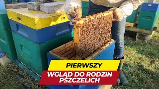 Pierwszy oblot pszczół oraz wgląd do uli [upl. by Yanad]