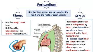 Mediastinal Divisions with Anatomy of Pericardium  Dr Ahmed Farid [upl. by Lorilyn]