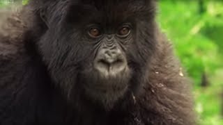 Meet This Family of Mountain Gorillas  Cousins  BBC Earth [upl. by Gates]