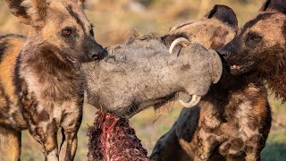 Terrific encounters of Wild Dogs with Warthogs [upl. by Lanor]