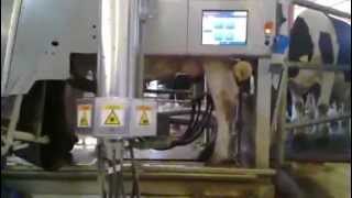 DeLaval Milking Robot [upl. by Sky]