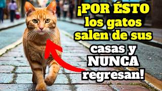 ¿Por qué los gatos se van y NUNCA regresan 12 RAZONES  aprende a PREVENIRLO [upl. by Quinlan]