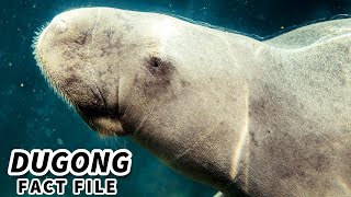 Dugong Facts the ORIGINAL MERMAIDS 🧜 Animal Fact Files [upl. by Weinstock101]