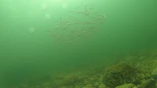 20210713  Sand Lance Sand Eel at Brant Rock [upl. by Bullough]