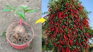 Best technique how to grow chili tree from chili 🌶️ with potato 🥔  propagate chili tree at home [upl. by Novej]