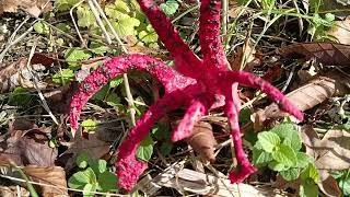 Clathrus Archeri ⛔ 19102024 [upl. by Rattan]