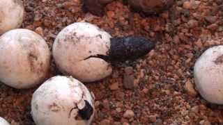 Naissance de tortue hargneuse  Birth of snapping turtles [upl. by Adelle]