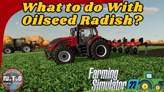 FS22 Guide What Is Oilseed Radish Used For Benefits amp Tips Help I Bought A Farm [upl. by Baptista]