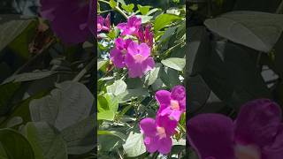 Bignonia magnifica vine flowers  Home Gardening  flowers gardening youtubeshorts [upl. by Hoseia398]