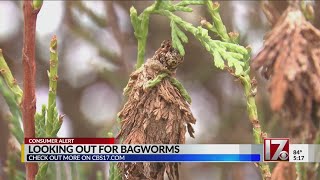 What to do if you have bagworms on your trees [upl. by Dnyletak]