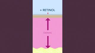 Does Retinol Thin the Skin  Yes and No [upl. by Friedrich]