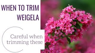 When to Trim Weigela  wwwgardencrossingscom [upl. by Auqenahc]