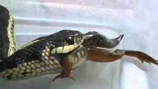 Garter Snake Eats Frog [upl. by Appolonia]