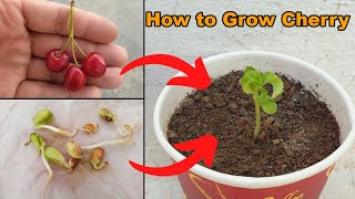 How to grow Cherry Plant at home  The Easiest Way to Grow Cherry from Seeds [upl. by Eirrol]