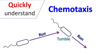 Chemotaxis [upl. by Reerg340]