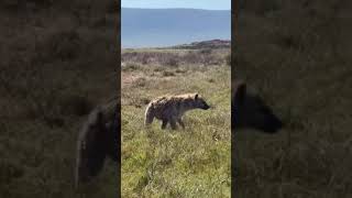 Look Hyena Spotted Running in Ngorongoro [upl. by Eiryk]