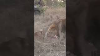 Male lions fighting for Dominance [upl. by Yentiw]