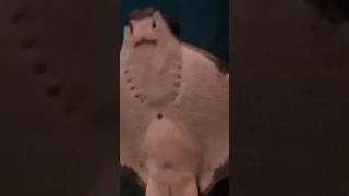 Stingray stings fish funnyvideo [upl. by Hayes]