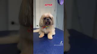 SnooksShih Tzu🐶tidy upSubscribe for grooming vids donnathedoggroomer herjawismissing [upl. by Kristyn514]