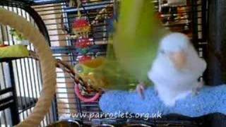 Parrotlet Mating 3 [upl. by Quick300]