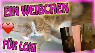 Wochenende Spezial ❤ Loki erzählt vom DiscoBesuch [upl. by Guzel]