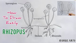 How to draw Rhizopus  labelled diagram of rhizopus [upl. by Elynad372]