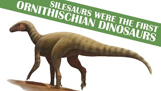 New Silesaur Gives New Insight to Dinosaur Evolution [upl. by Atreb240]